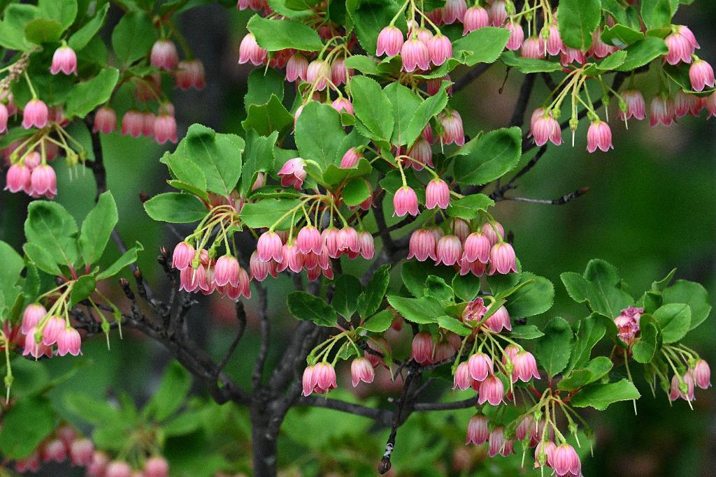 3035-05268666 Tower Hill Botanic Garden, MA.JPG - Redvein Enkianthus (Enkianthus campanulatus). New England Botanic Garden at Tower Hill, MA, 5-26-2025
